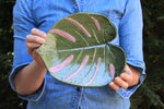 Load image into Gallery viewer, Monstera Leaf Pressing Platter, Green and Pink

