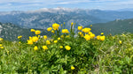 Load image into Gallery viewer, Alpine Flower Fields Sunset Mug, 18 oz

