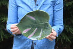 Load image into Gallery viewer, Monstera Leaf Pressing Tray, Green and Pink
